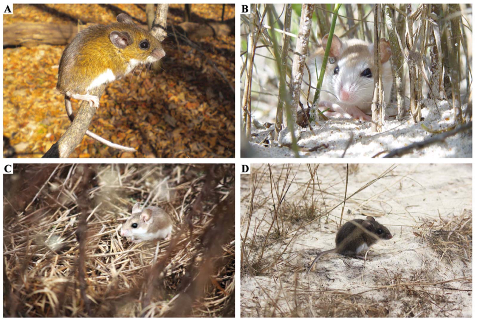 Deer mice in different habitats.