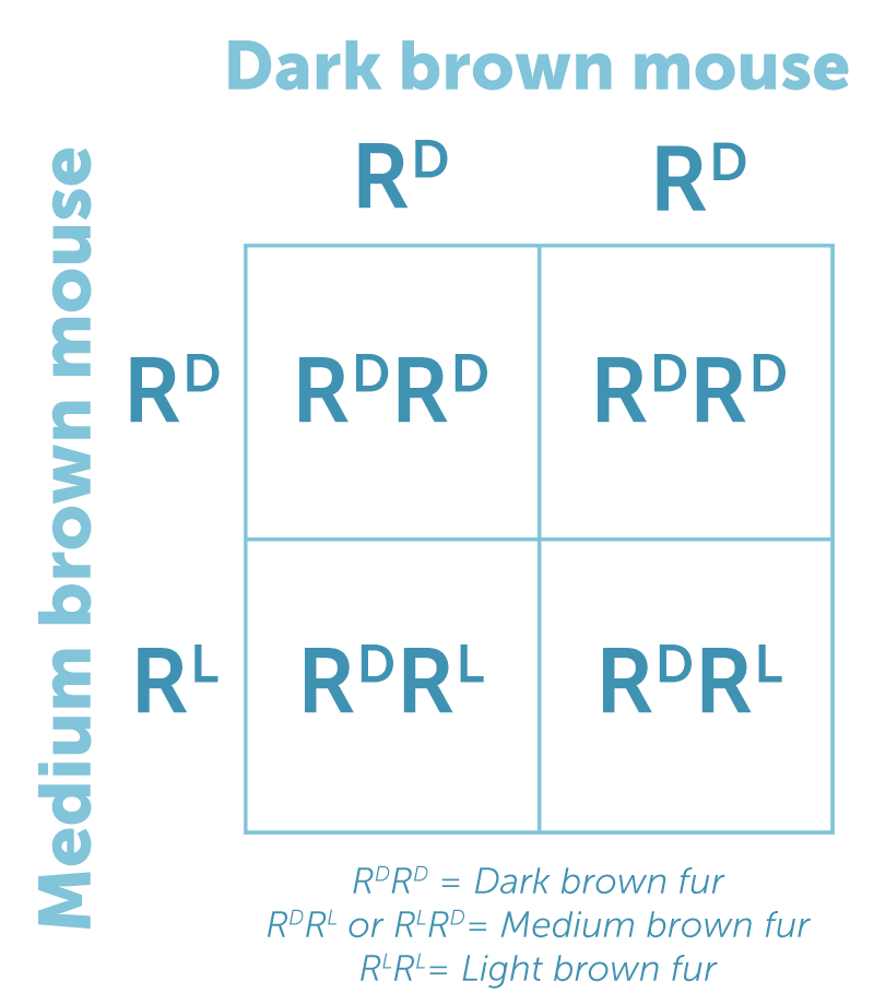 Punnett Square of fur color in the offspring of a dark brown mouse and a medium brown mouse.